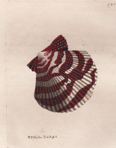 The Variegated Scallop